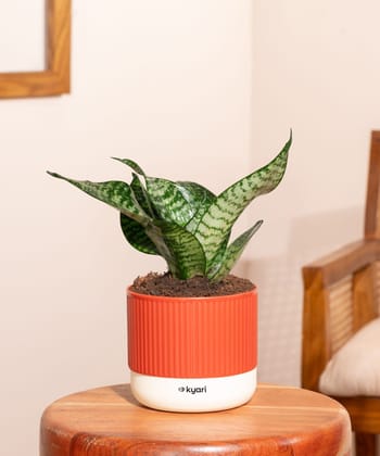 Green Snake Plant With Mylo Self Watering Pot Green Snake Plant With Mylo Self Watering Pot