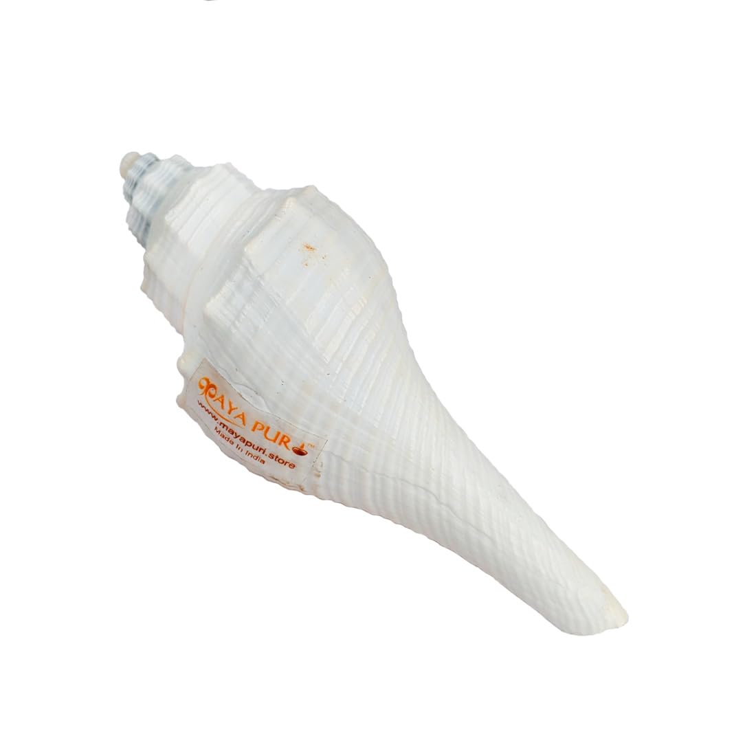 MAYAPURI Natural Conch Shell Shankh for Decoration and Aquarium,Home Mandir & Pooja Articles (Pack of 2)
