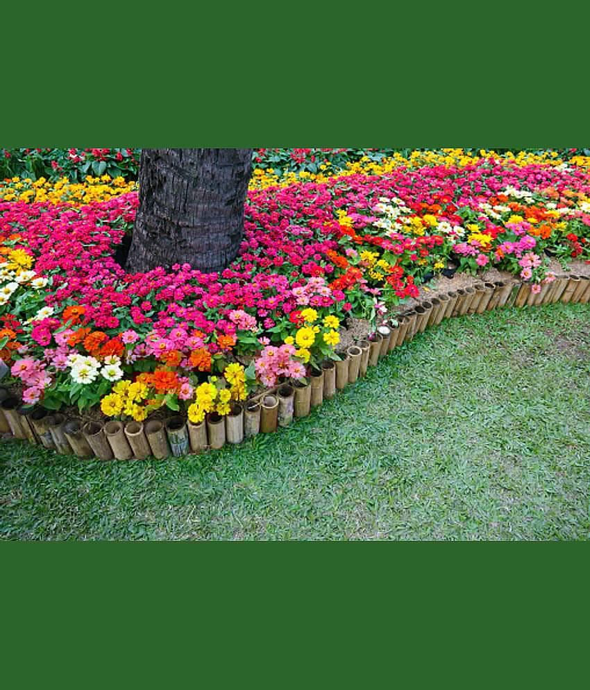 homeagro - Zinnia Mixed Flower ( 20 Seeds )