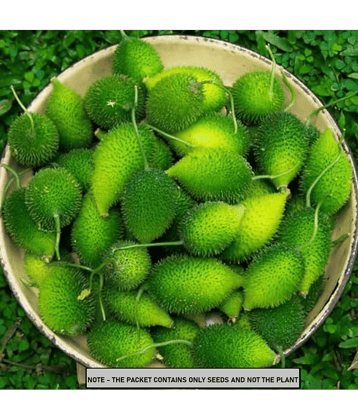 OLD STORE Kantola Vegetable ( 20 Seeds )