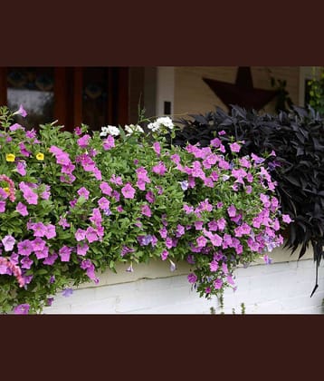 homeagro - Petunia Mixed Flower ( 50 Seeds )