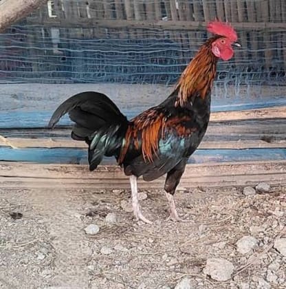 Live Rooster - 1 kg - One live rooster