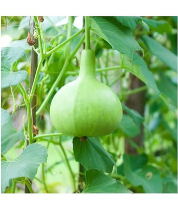 Flare Seeds Round Bottle Gourd Vegetable Hybrid Seeds Pack Of 30 Seeds