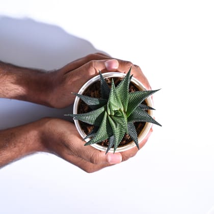 Aloe Vera Star Plant-Ivory / GroPot
