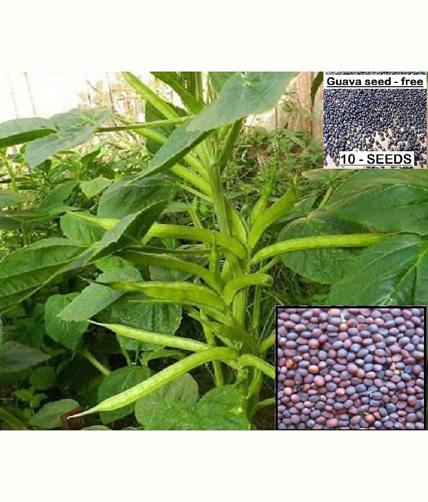 homeagro - Guar Phali Vegetable ( 20 Seeds )