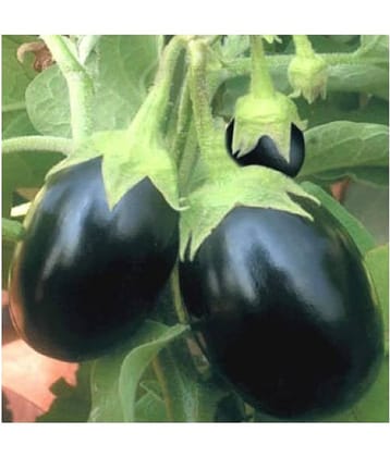 Round Brinjal Hybrid Seeds - Pack of 50 Seeds