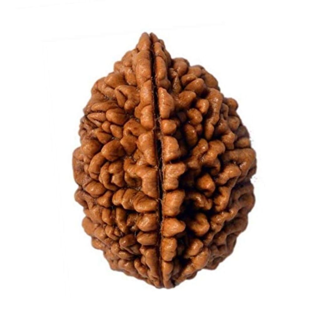 MAYAPURI 2 Mukhi Rudraksha Two Faced Nepali Rudraksh Bead Original (Pack of 1) - Pooja Needs | Buy online on ZillyBuy