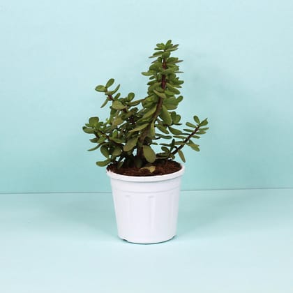 Jade Plant-Grow Pot / White