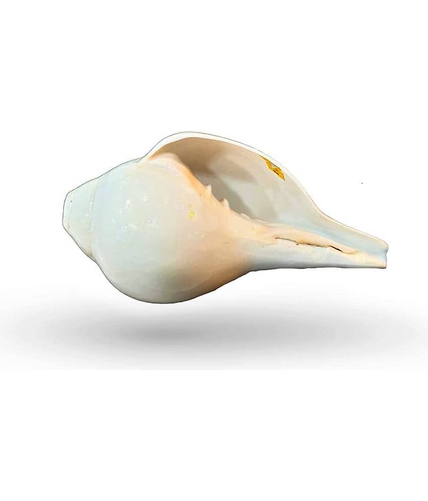 Blowing Shankh with Brass Stand Blowing Shankh Natural for Pooja Loud & Vamavarti (White) Pooja/Pujan Conch 5 inch with brass stand
