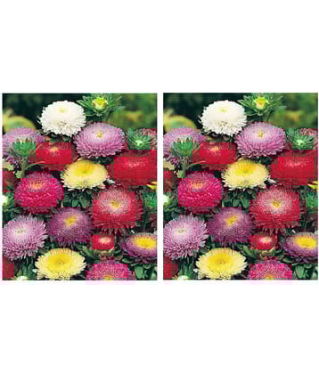 Aster mix flower best quality Premium Hybrid seeds pack of 2
