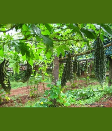 homeagro - Bitter Gourd Vegetable ( 20 Seeds )