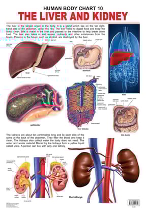 The Liver & Kidney Wall Chart (Human Body Chart) - Both Side Hard Laminated (Size 48 x 73 cm) [Poster] Dreamland Publications