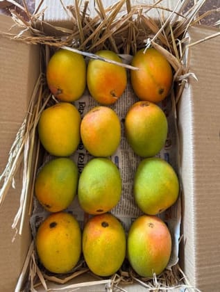 Ratnagiri Mango 1 BOX