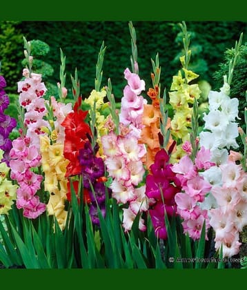 LiveNature Gladiolus Mixed Flower ( 4 Seeds )