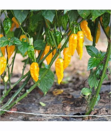 Jignisha Seeds Hybrid Bhut Jolokia Chilli Vegetable ( 30 Seeds )