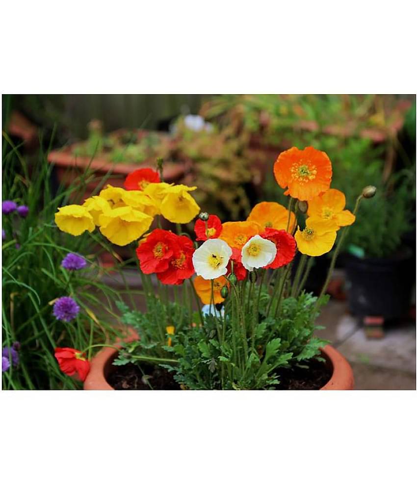 Flanders Poppy Hybrid Seeds Gardening Seeds Garden [Home Garden Seeds Eco Pack] Plant Seeds