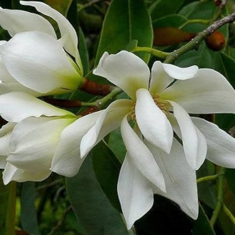 Champa White Colour Flower Plant