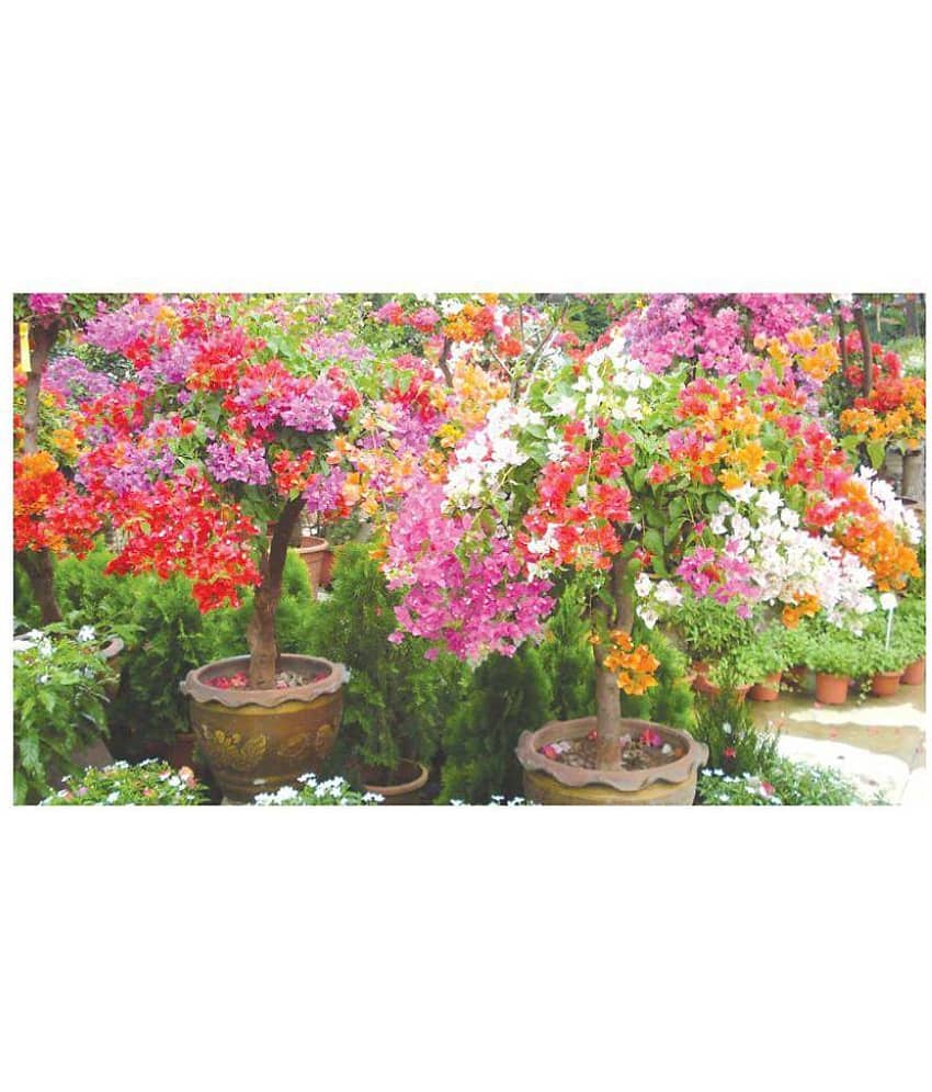 AZALEA GARDENS Bougainvillea Spectabilis Willd Bonsai Plant Seeds 20 PCS Bougainvillea seeds