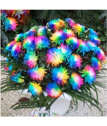Summer Garden Exotic Rainbow Chrysanthemum Ornamental Flower Seeds - 40 seeds + Instruction Manual Inside Package