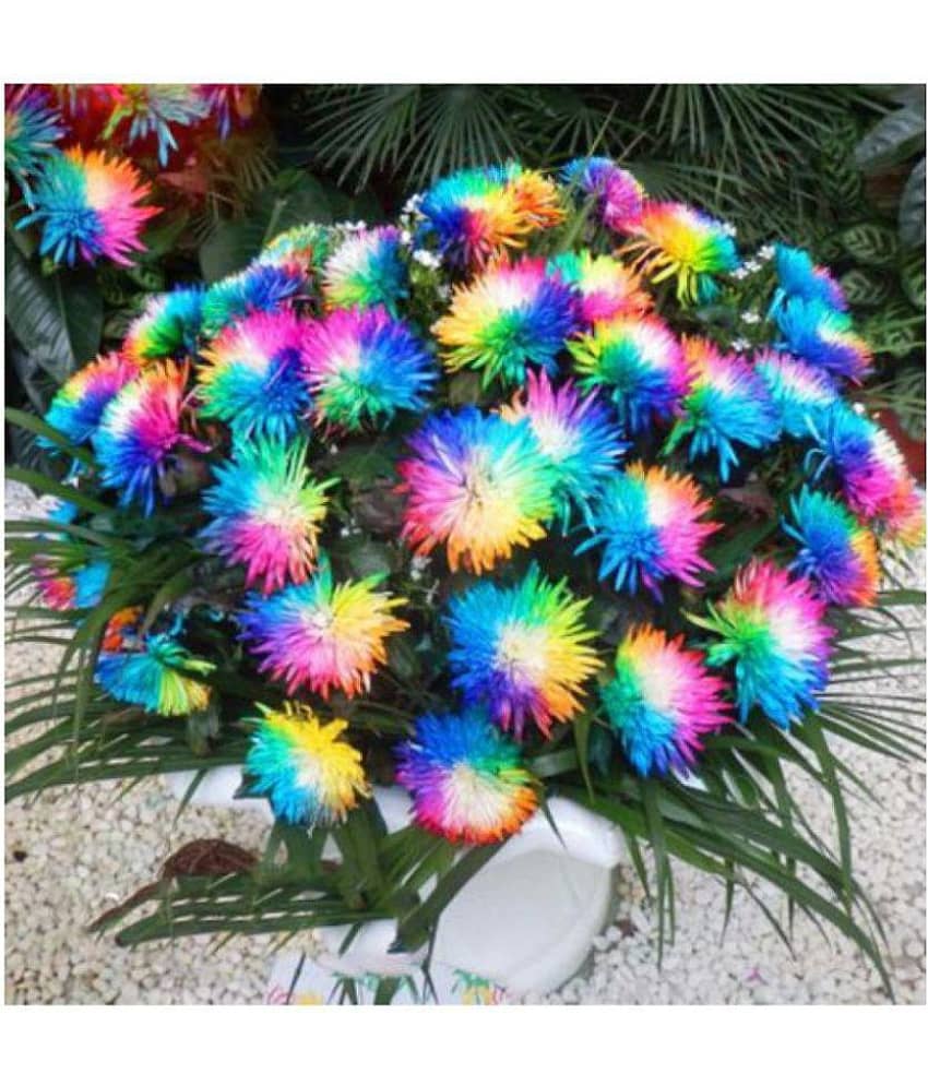 Summer Garden Exotic Rainbow Chrysanthemum Ornamental Flower Seeds - 40 seeds + Instruction Manual Inside Package