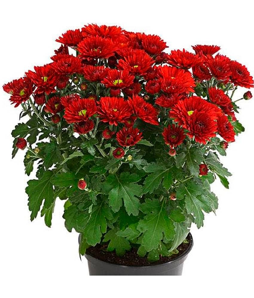 STOREFLIX - Chrysanthemum Flower ( 20 Seeds )