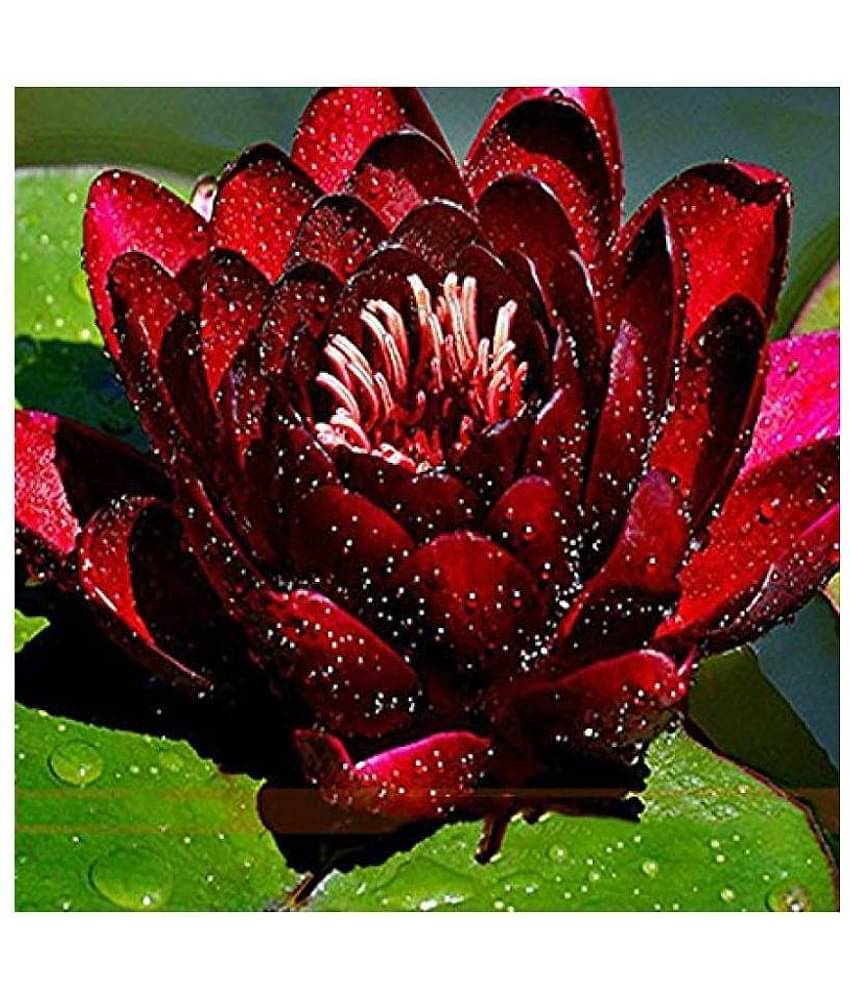 Mini Water Lily Lotus Flower Seeds (Red and Black) 10 seed
