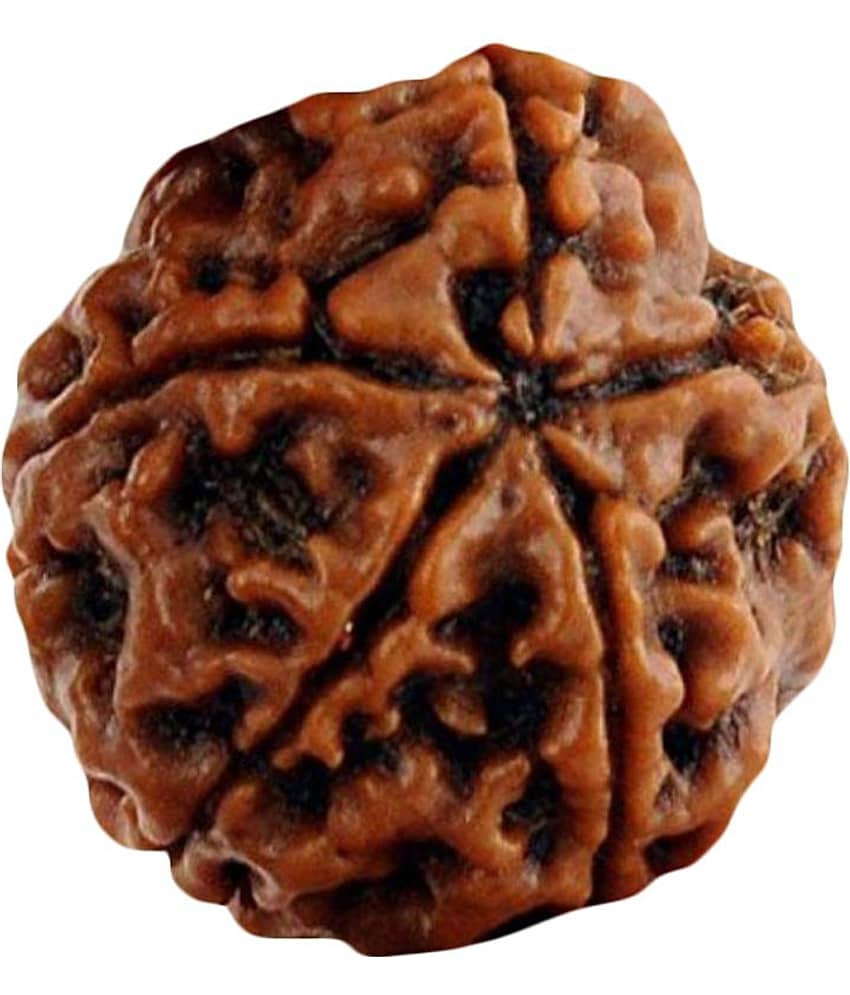 Taj 5 Mukhi Rudraksha