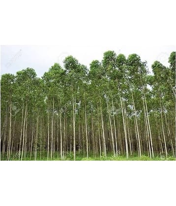 EUCALUYPTUS SAFEDA TREE 10 GM SEEDS PACK WITH MANUAL