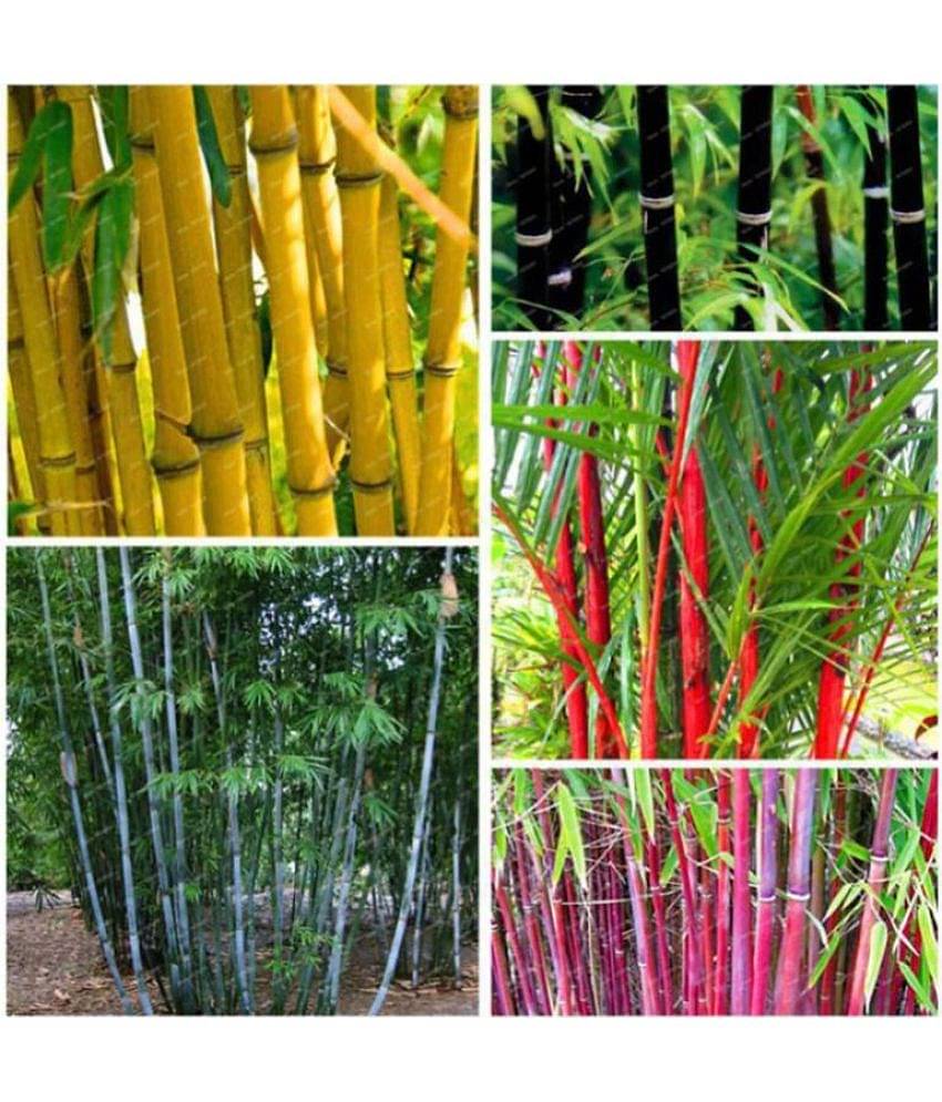 homeagro - Bamboo Plant ( 20 Seeds )