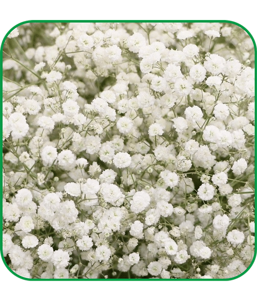 Aero Seeds Gypsophila Pack of 200 Seeds