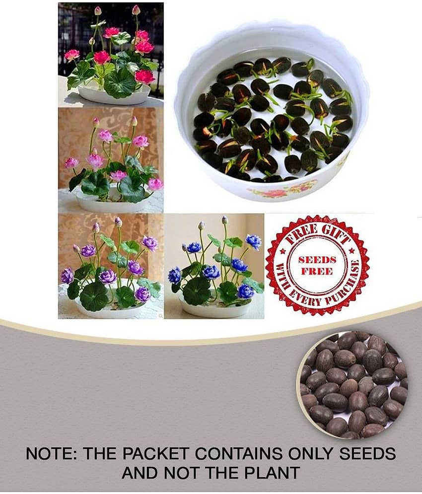 homeagro Lotus Flower Seeds - 10 SEED - Pink & White Colors Seeds For Home Garden - 10 - Seeds + Instruction Manual