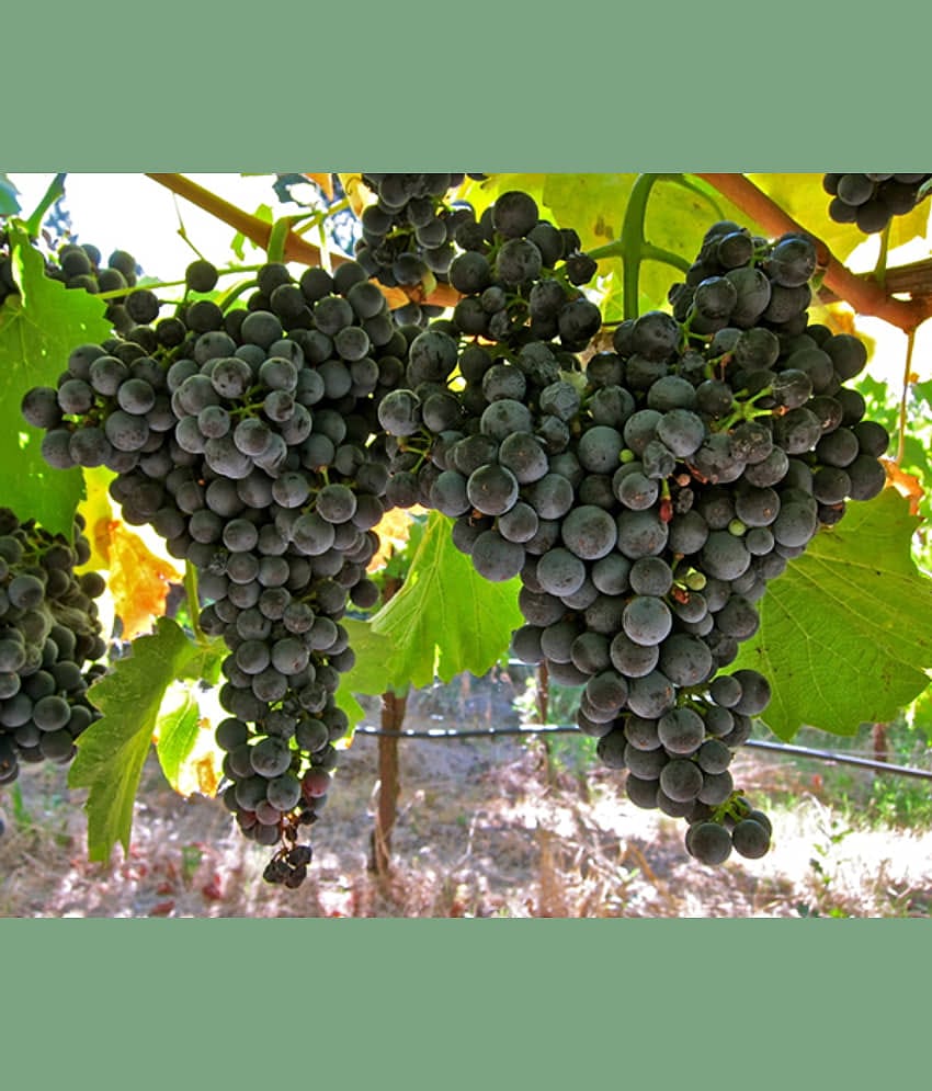 homeagro - Black Grape Fruit ( 20 Seeds )