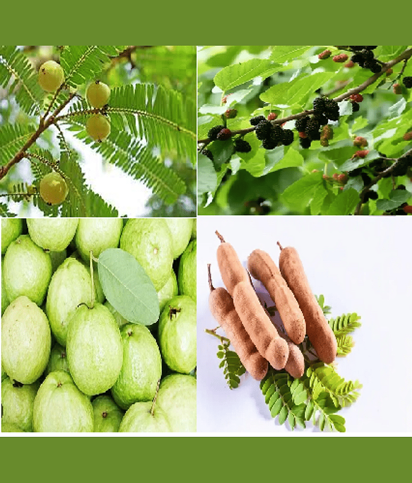 CLASSIC GREEN EARTH - Guava Fruit ( 550 Seeds )