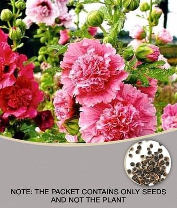 Hollyhocks flower Premium Hybrid Seeds - 35 seeds + Guava seed free ( 10 seed )