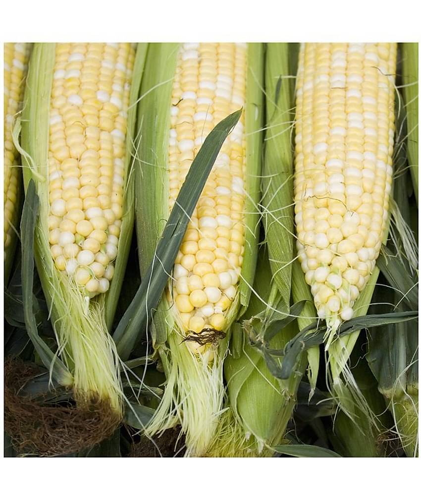 Sweet Corn Seeds - Silver Queen - Vegetable Garden Planting 50 Seeds