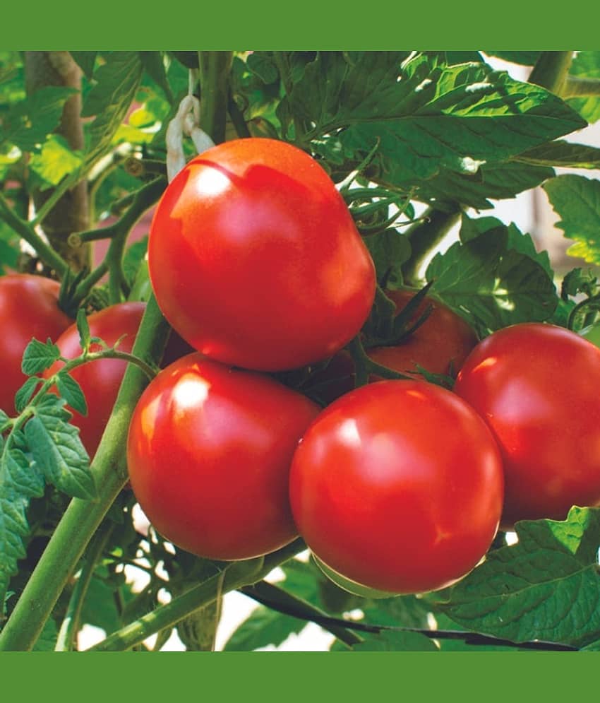 F1 Hybrid Tomato Seeds , high yielding variety, For All Season pack of 250 seeds