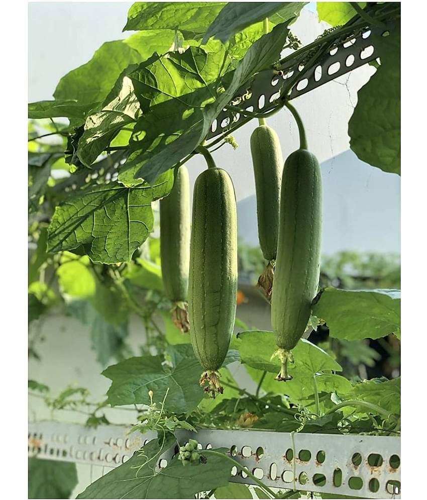 Smooth Loofah Gourd Seeds | for Growing Both Vegetable and Personal Care Sponge | Non-GMO Non-Hybrid 10+ Count