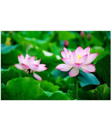 Maruti Organic Seeds Lotus Seeds pink - Indoor For Home Garden - 10 Seeds