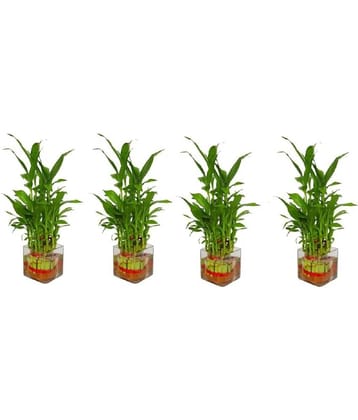 Green plant indoor - Green Wild Artificial Flowers With Pot ( Pack of 4 )
