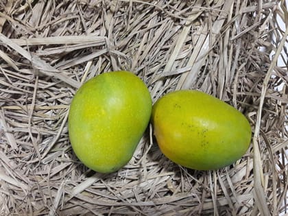 Premium Valsad Hapus Mango  10 KG Box