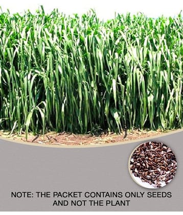 SUPER NAPIER GRASS ( PACK OF 500 SEEDS) WITH MANUAL