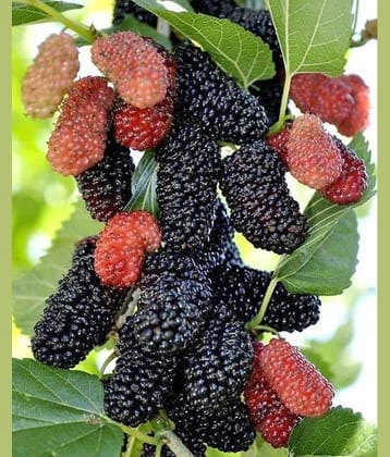 BLACK SAHTOOT FRUIT PLANT 100 SEEDS PACK FREE POTTING SOIL AND USER MANUAL FOR HOME GARDENING USE