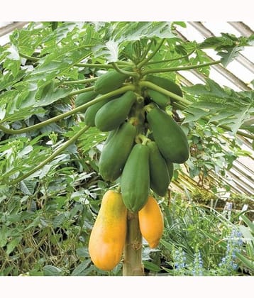homeagro - Papaya Vegetable ( 50 Seeds )