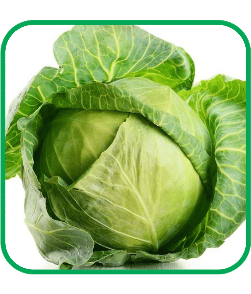 Aero Seeds Cabbage Vegetable ( 50 Seeds )