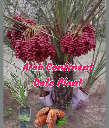 Cloud Farm Outdoor Fruit Plant ( Pack of 1 )