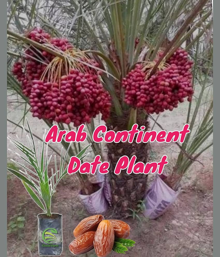 Cloud Farm Outdoor Fruit Plant ( Pack of 1 )