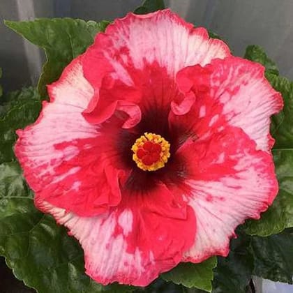 Austrelian Hibiscus Plant For Home Garden