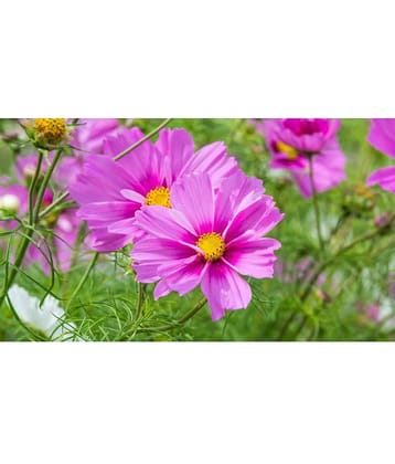homeagro - Cosmos Mixed Flower ( 20 Seeds )