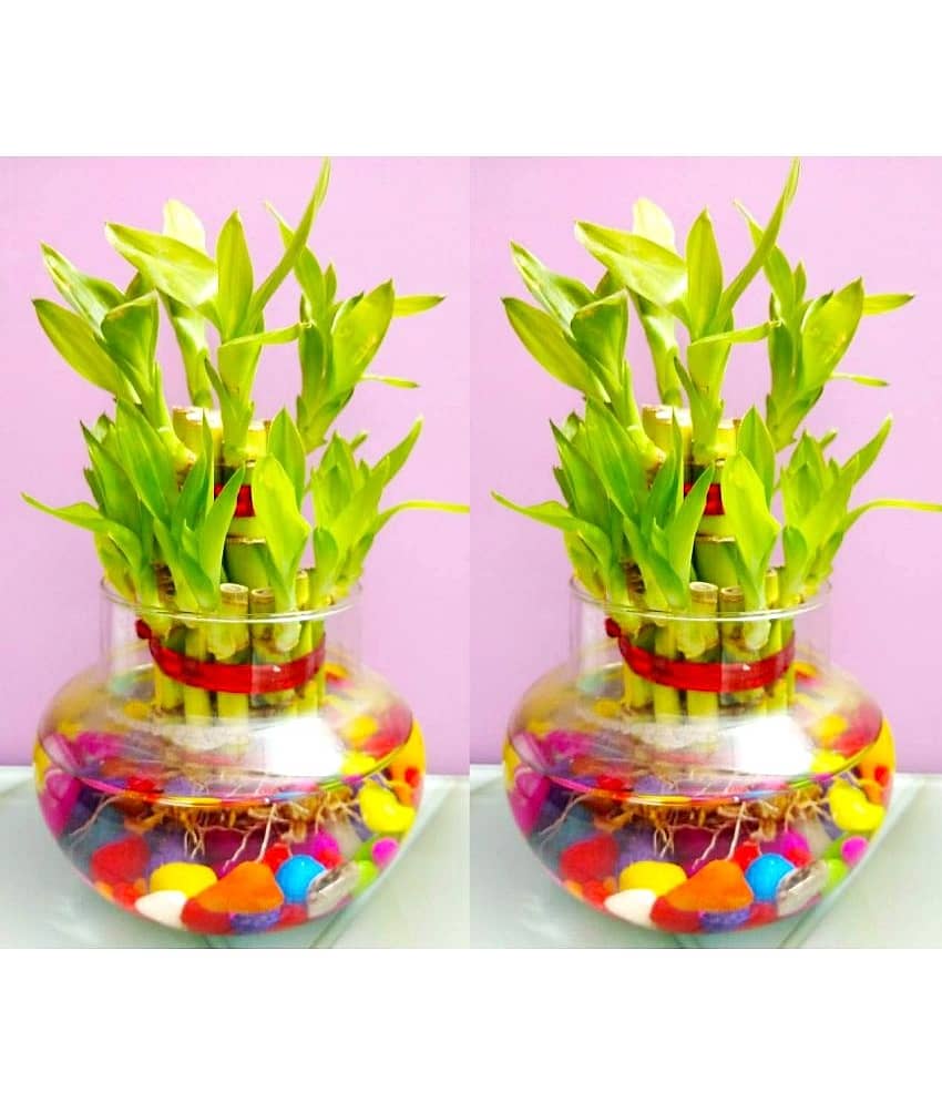 Green plant indoor - Green Wild Artificial Flowers With Pot ( Pack of 2 )