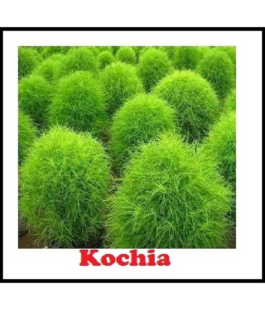 STOREFLIX KOCHIA GREEN BALL GRASS FLOWER PLANT Seed (40 per packet) WITH FREE COCOPEAT SOIL AND USER MANUAL